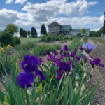 Purple irises in a garden bed with a brick house and blue, partly cloudy sky in the background.